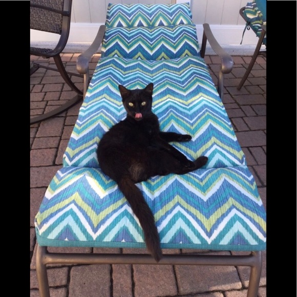 Posher Kathleen ❤️😻”Here, Kitty, kitty” - Picture 11 of 16